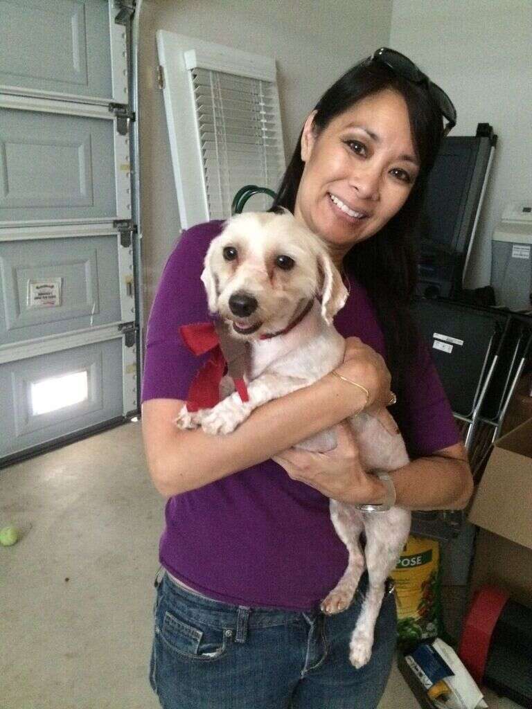 matted poodle mix rescue texas