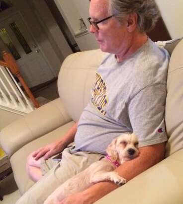 matted poodle mix rescue texas