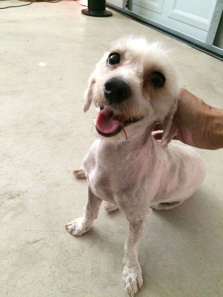 matted poodle mix rescue texas