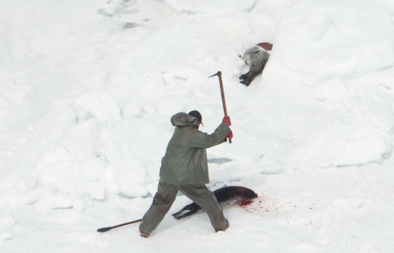 Hunter stabbing seals during hunt