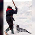 Hunter killing a baby seal