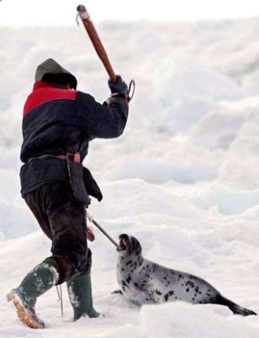 Hunter killing baby seal