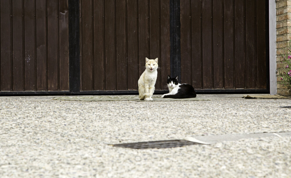 Iowa City Police Have Been Shooting Feral Cats For Years The Dodo