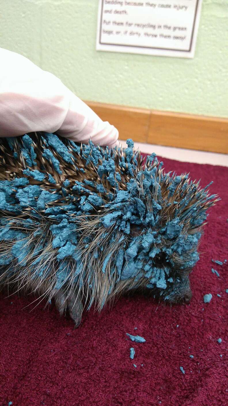 hedgehog covered in blue paint
