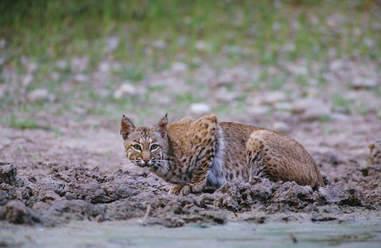 Bobcat drinking water in Texas