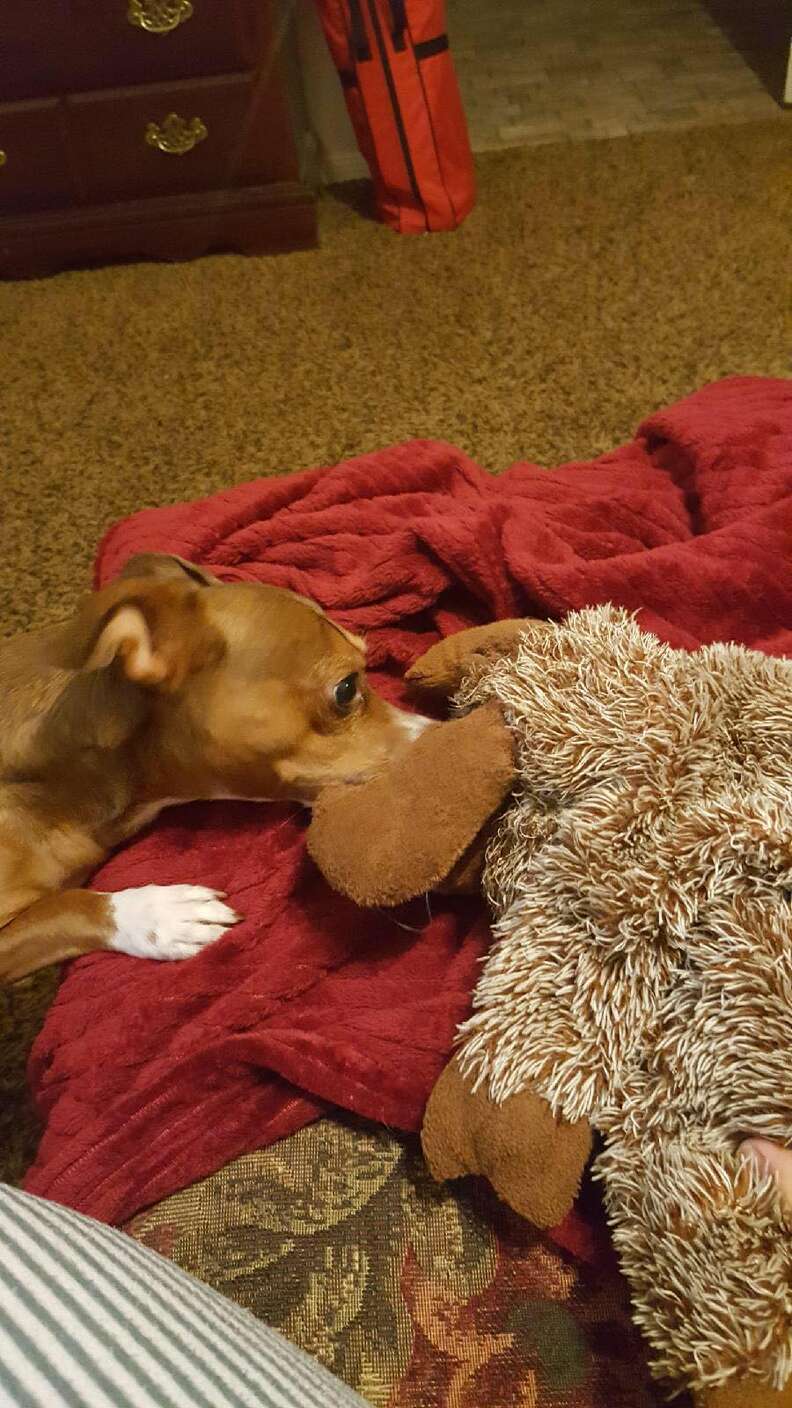 Dad Rushes To Buy Last Of Dog's Favorite Toy After It's Discontinued ...