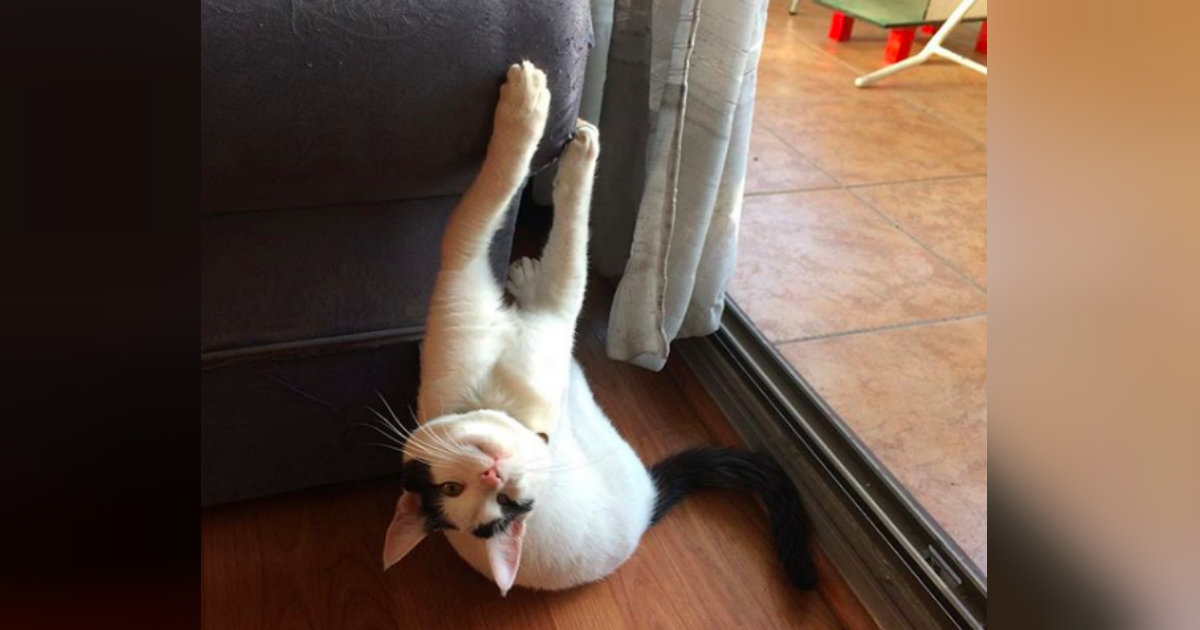 Why Do Cats Scratch Furniture? The Dodo