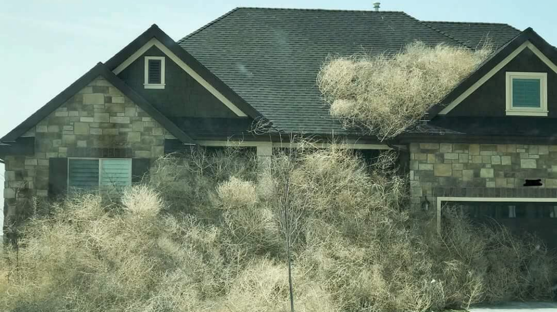 Tumbleweed 'invasion' takes over Texas town, photos show