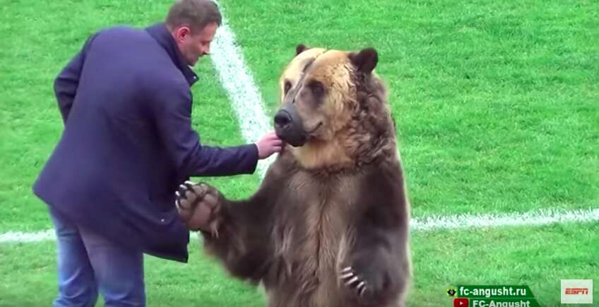 Trainer feeding captive bear a treat
