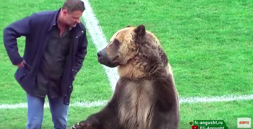 Captive bear forced to perform at soccer game