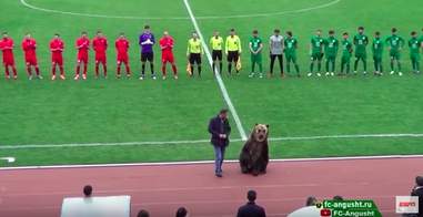 Bear on football field