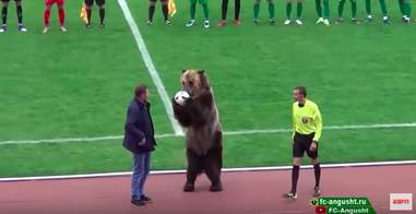Captive bear holding ball between his paws