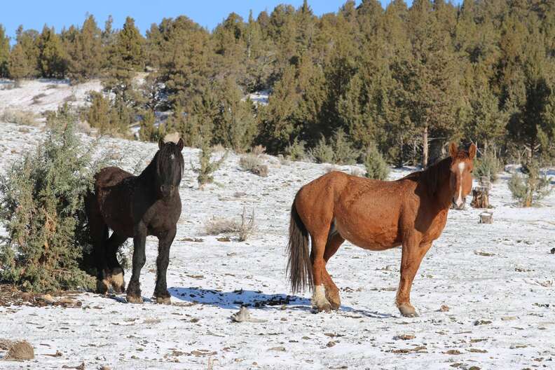 Wild horse couple reunited at Oregon sanctuary