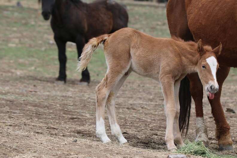 Foal born to Goliath and Red Lady at Oregon sanctuary