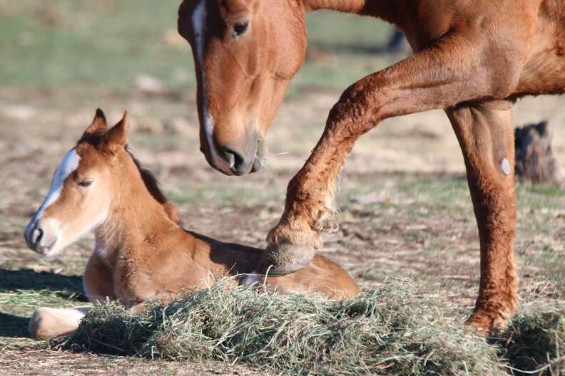 Red Lady horse with her foal at Oregon sanctuary