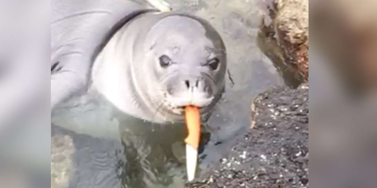 Endangered Monk Seal Spotted Holding A Knife On Hawaii Beach - The Dodo