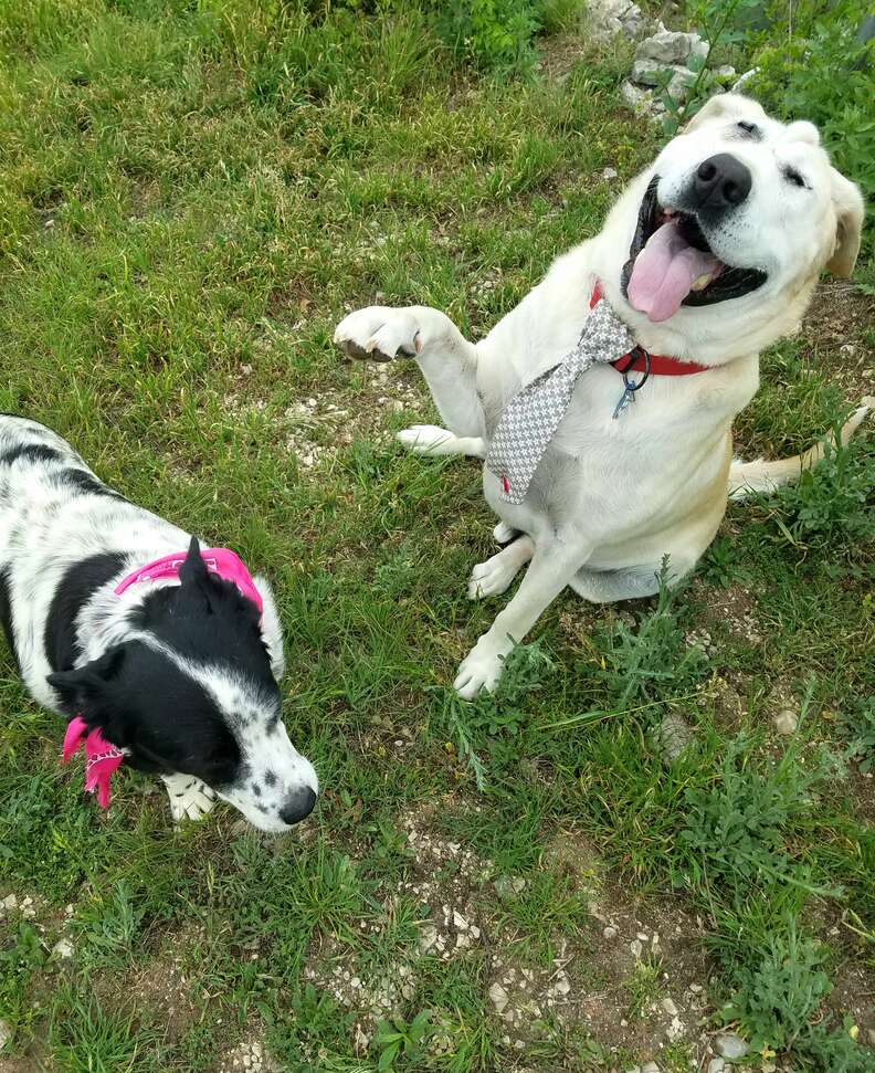 Rescue dogs Beaux Tox and Scout play in the yard