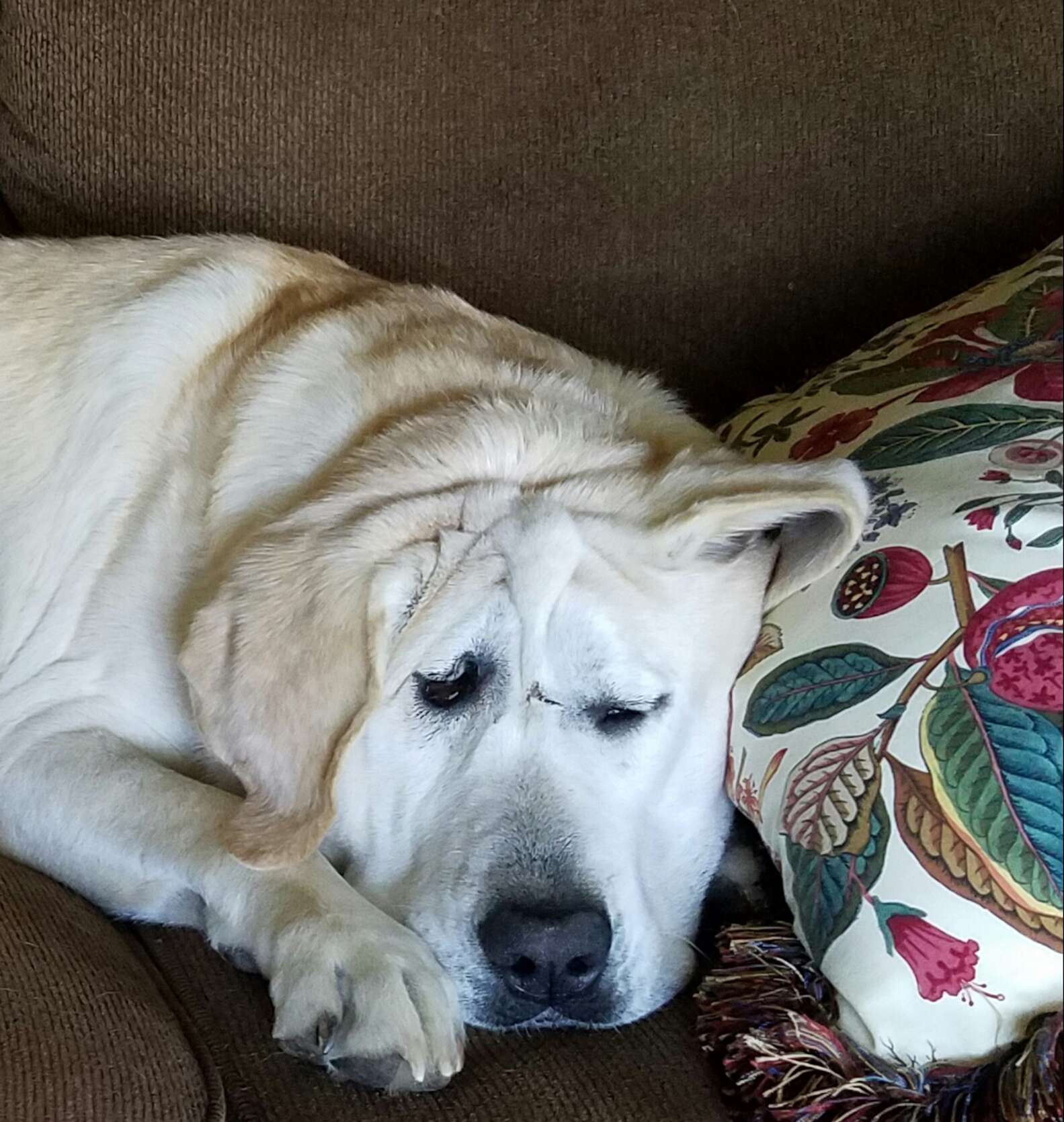 Dog With Unusual Face Finds The Perfect Person To Love Him - The Dodo