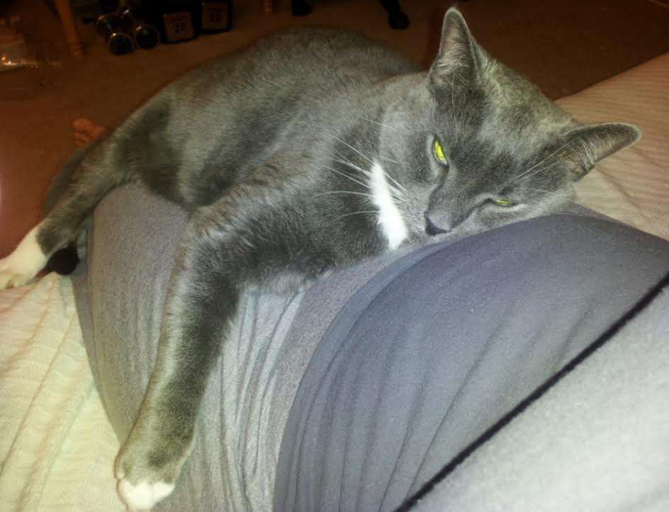 Cat lying on person