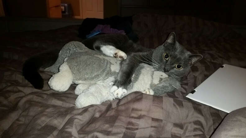Cat wrestling with stuffed animal