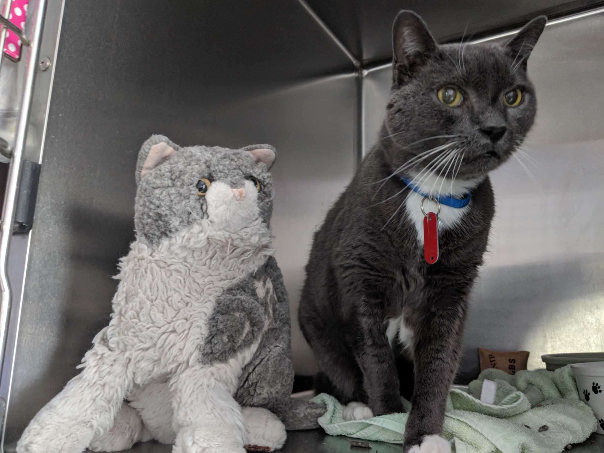 Cat at shelter with stuffed animal