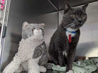 Cat at shelter with stuffed animal