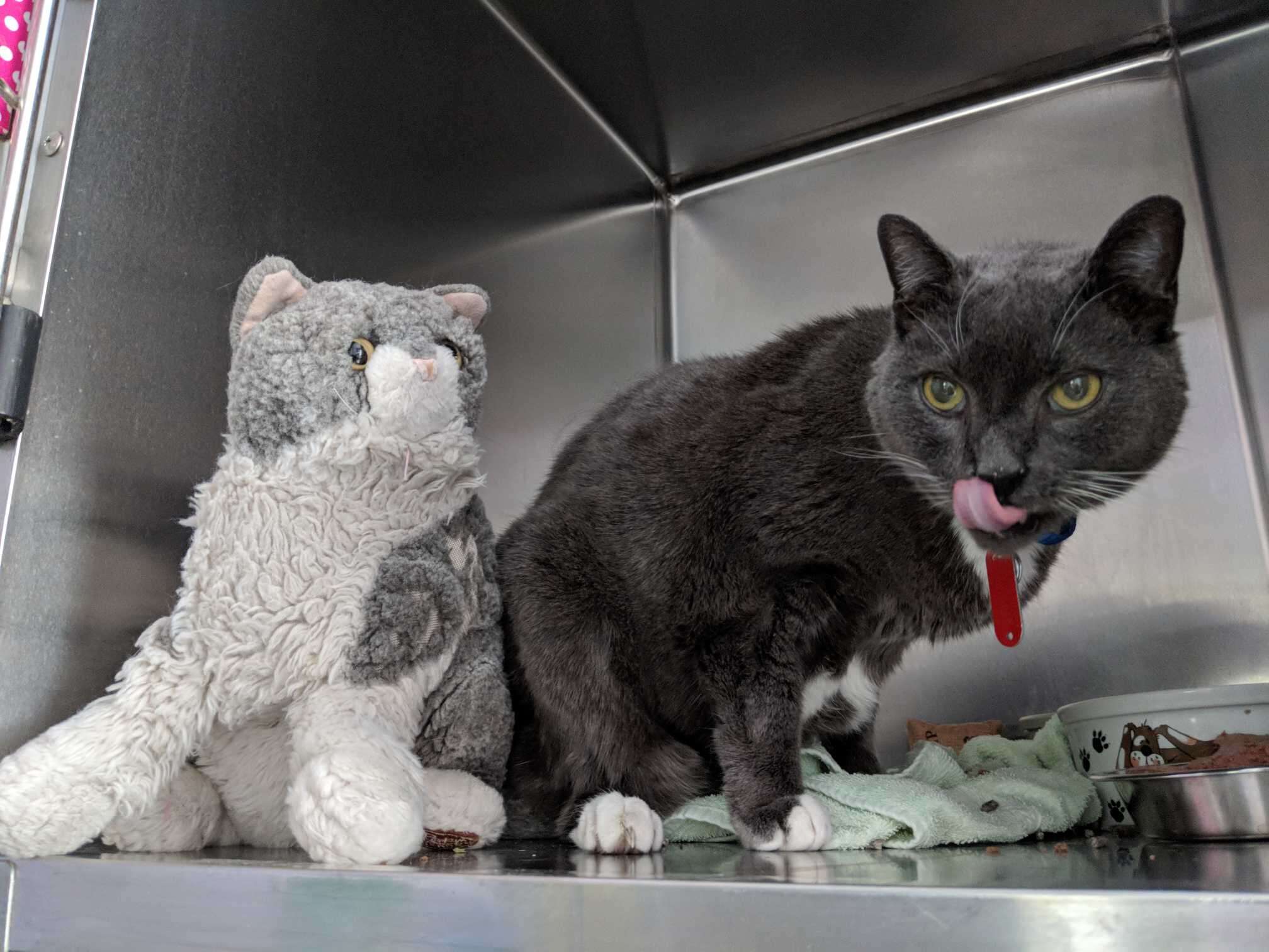 Cat and stuffed animal at shelter