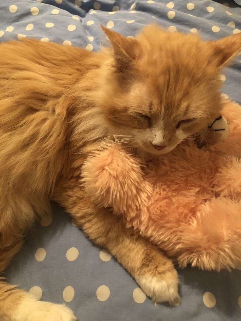abandoned cat walked 12 miles home