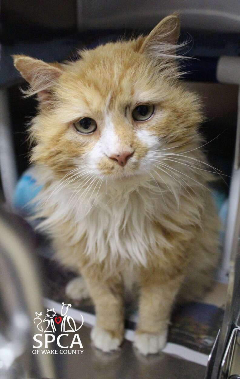 abandoned cat walked 12 miles