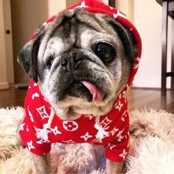 Senior Pug Rescued From Puppy Mill Has The Best Life Now The Dodo