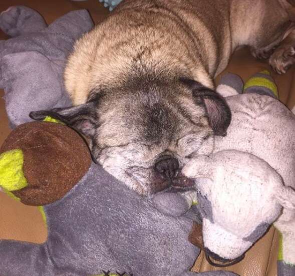 pug rescued from puppy mill