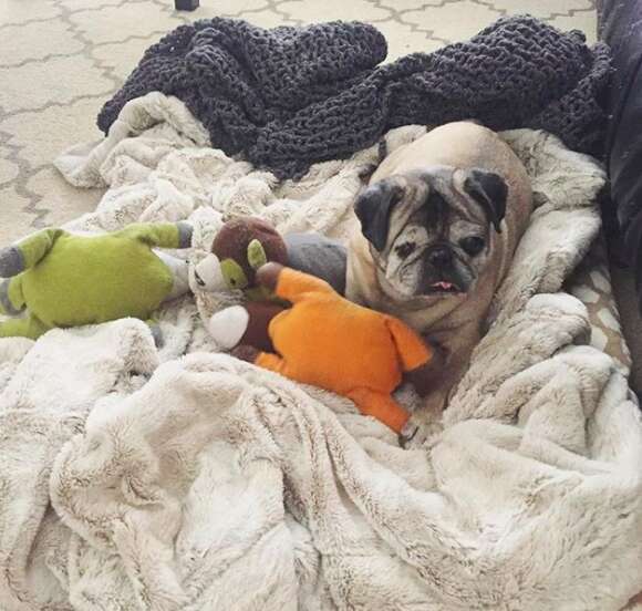 pug rescued from puppy mill