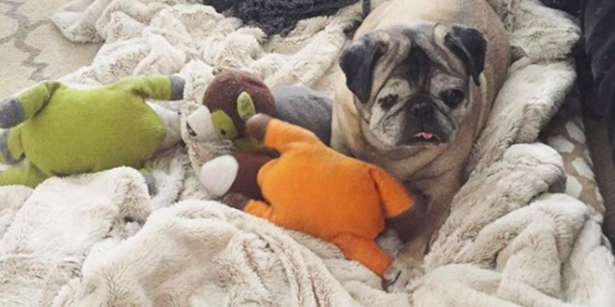 Senior Pug Rescued From Puppy Mill Has The Best Life Now The Dodo