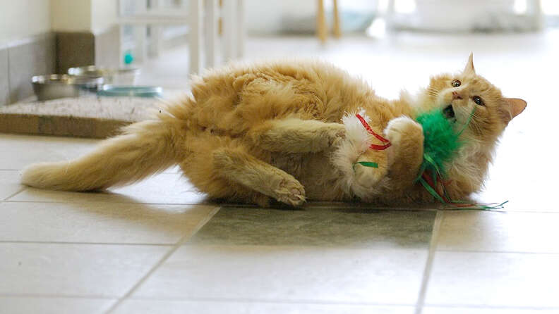 abandoned cat walked 12 miles home