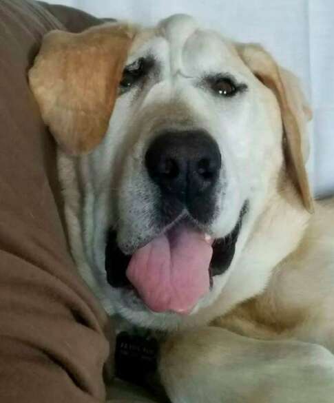 Yellow Lab Beaux Tox, in a yard in Austin, Texas