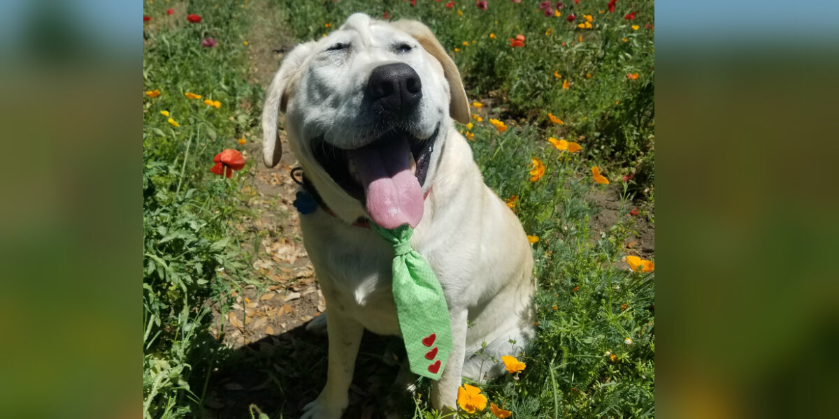 Dog With Rizz Face Lab Dog With Unusual Face Finds The Perfect Person To Love Him - The Dodo
