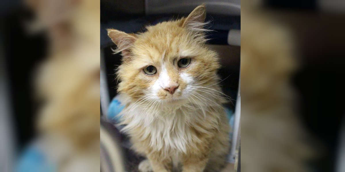 Cat Walks 12 Miles To Reunite With Family Who Abandoned Him
