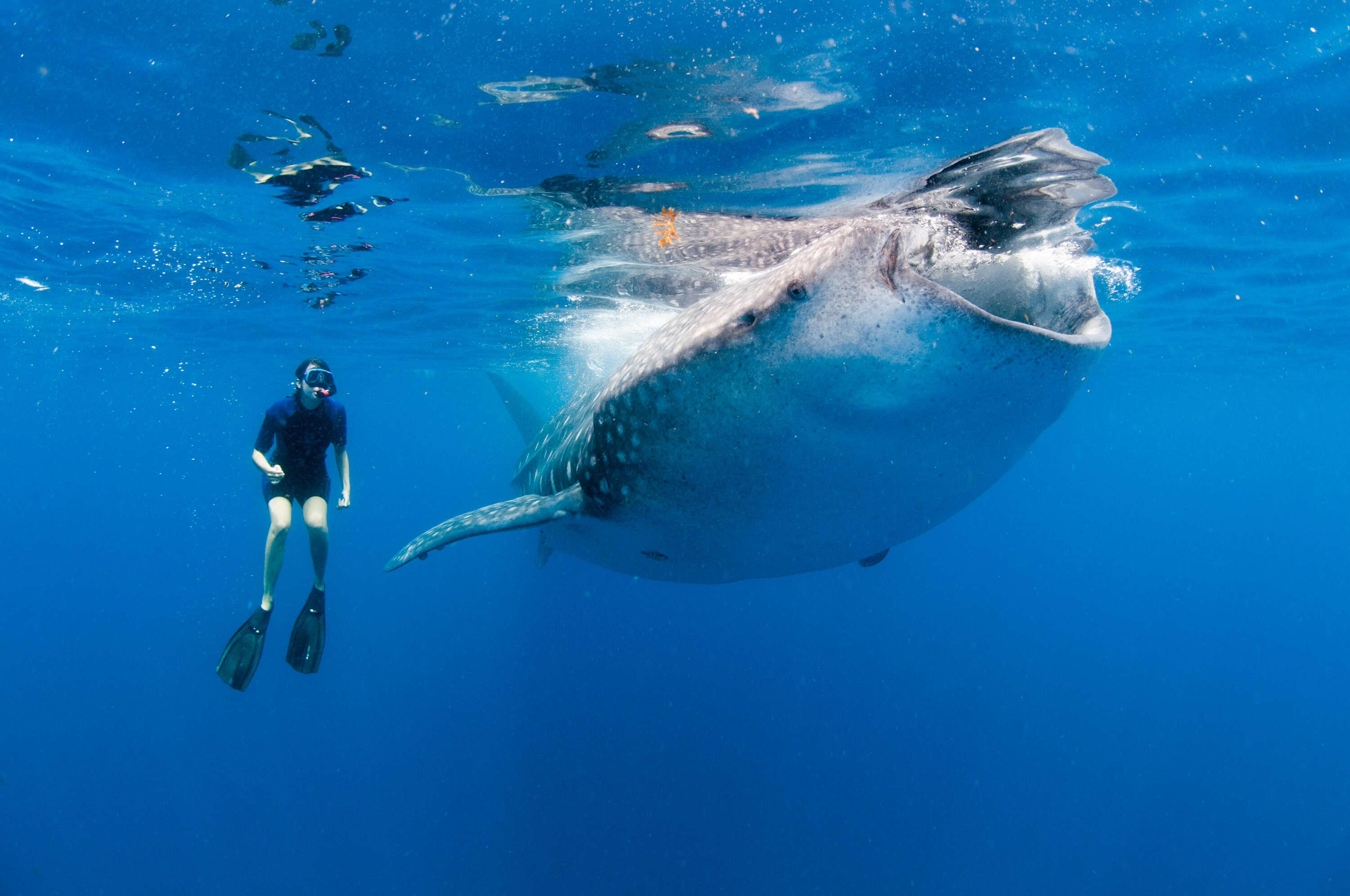 diver swimming alongside a whale shark