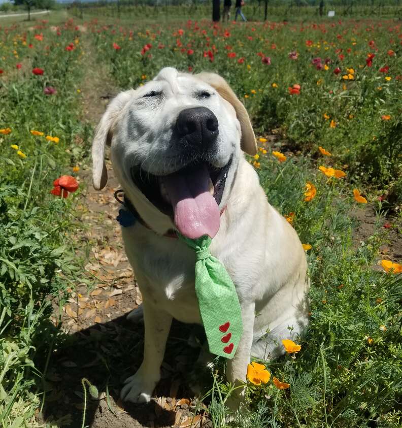 Beaux Tox the Labrador