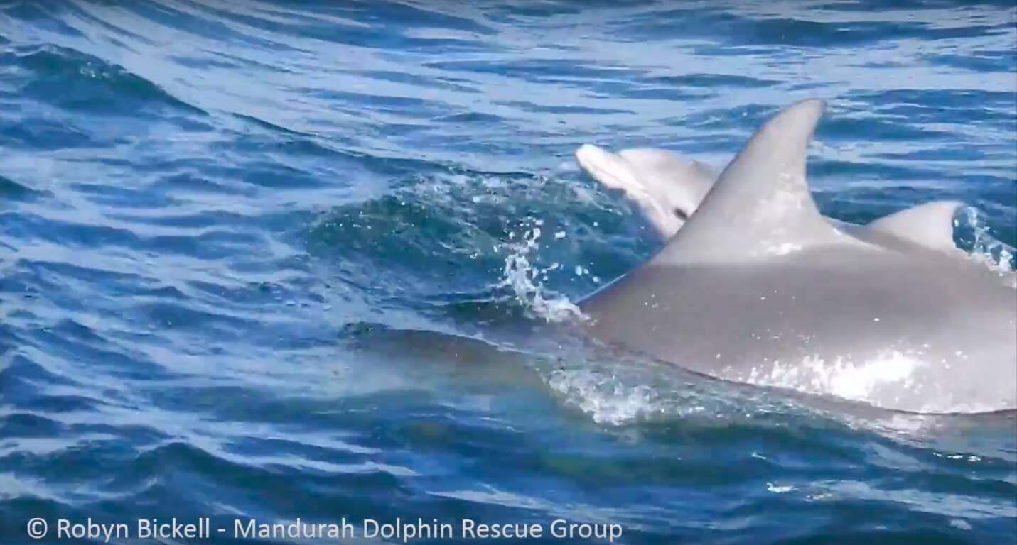 wild dolphin birth australlia