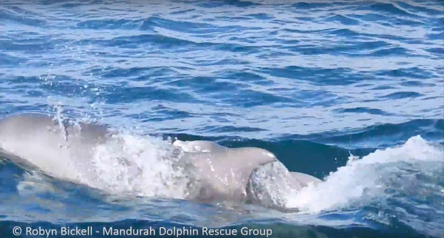 wild dolphin birth australia