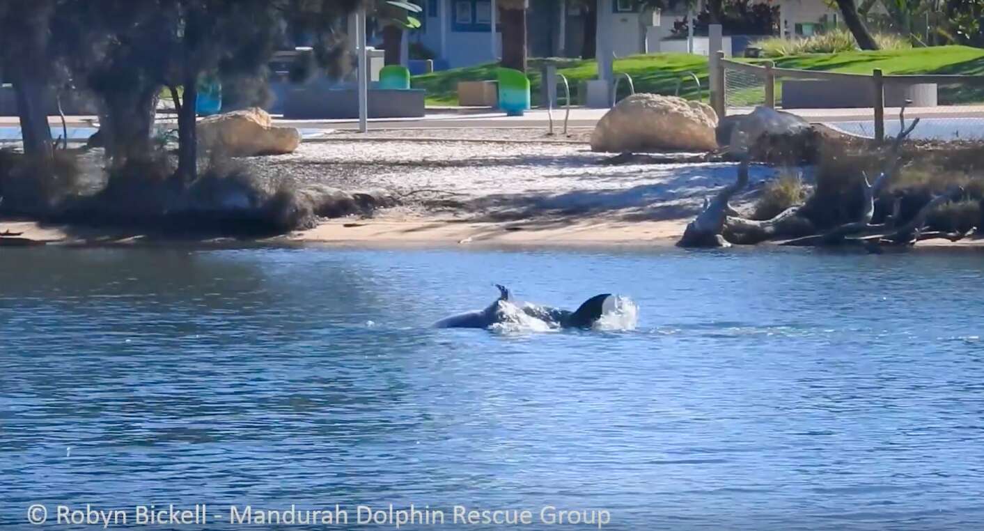 wild dolphin birth australia