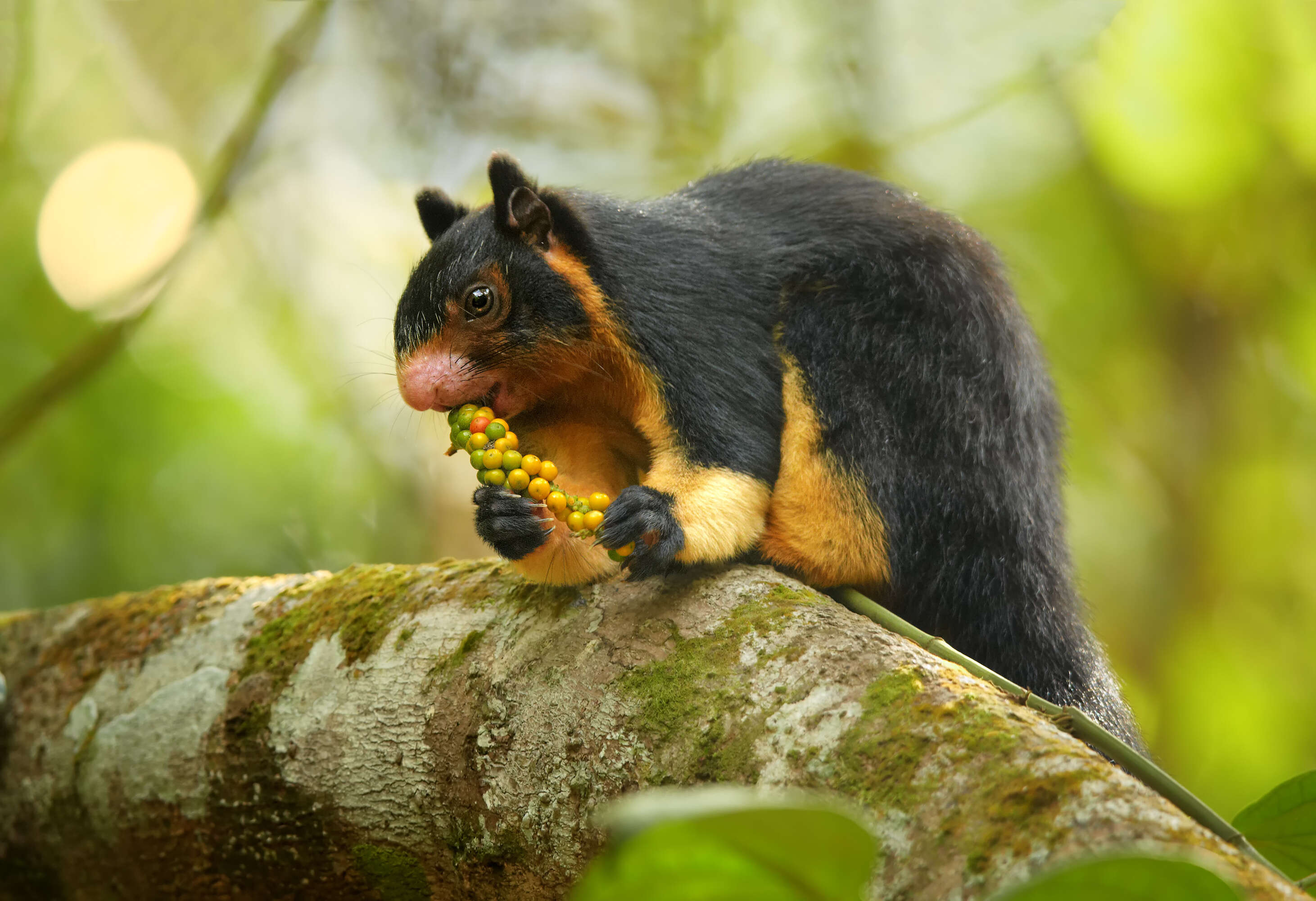 Malabar giant squirrel eating fruit