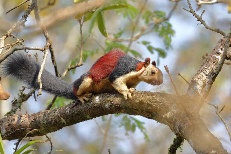 Malabar squirrel on a tree