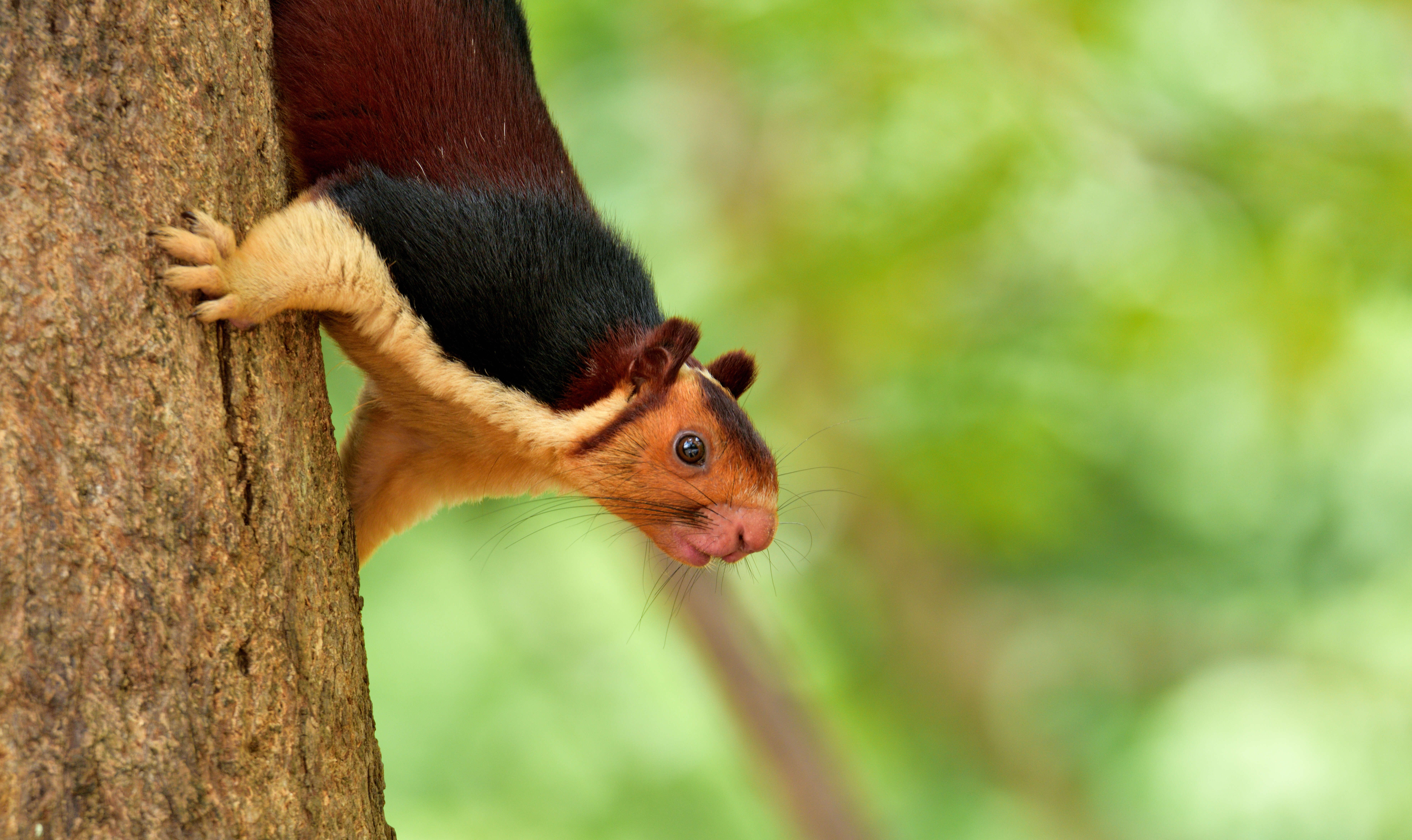 Malabar squirrel on tree trunk