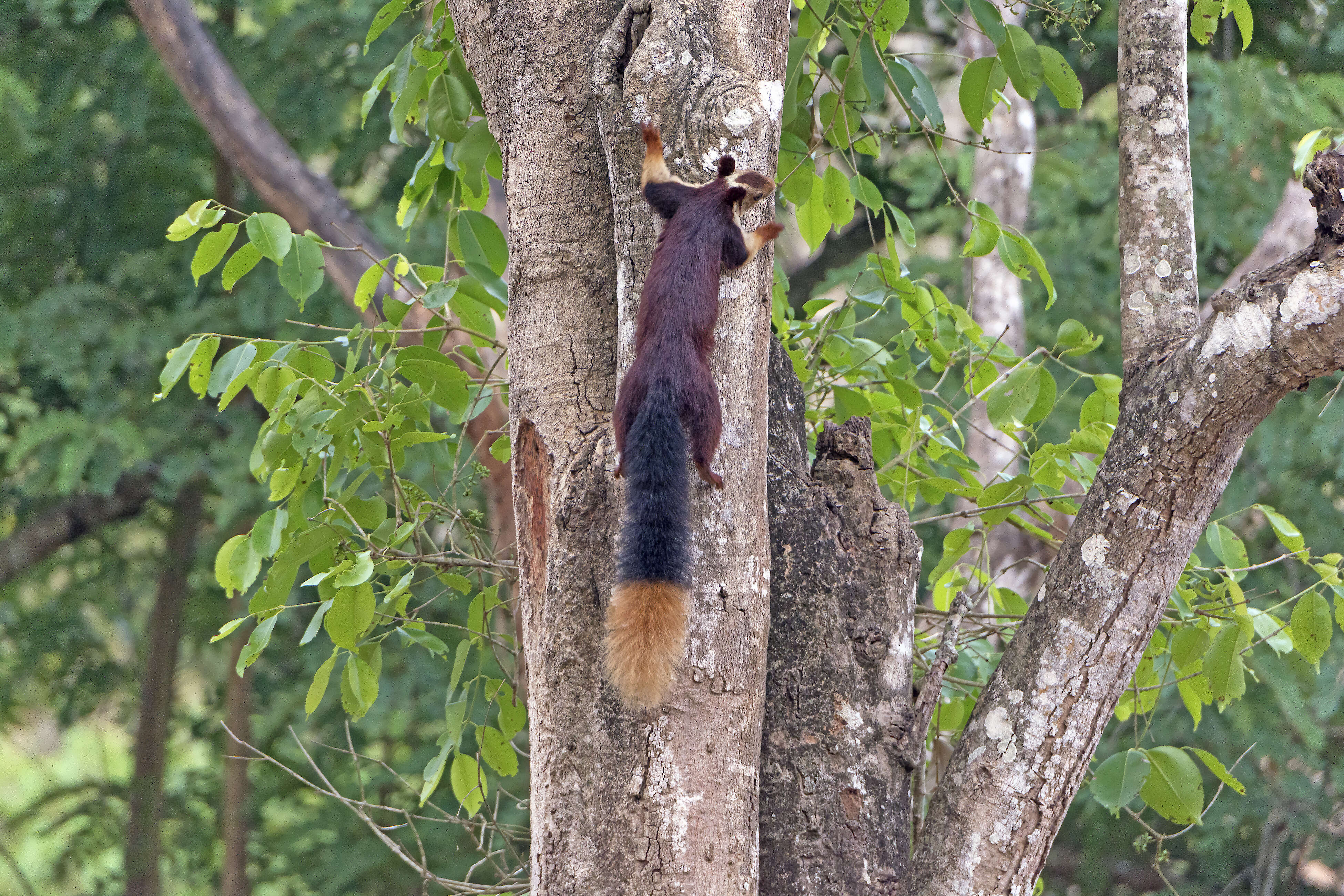 Malabar giant squirrel climbing tree