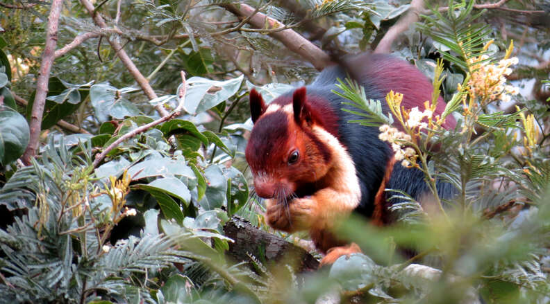 Malabar giant squirrel eating in the forest