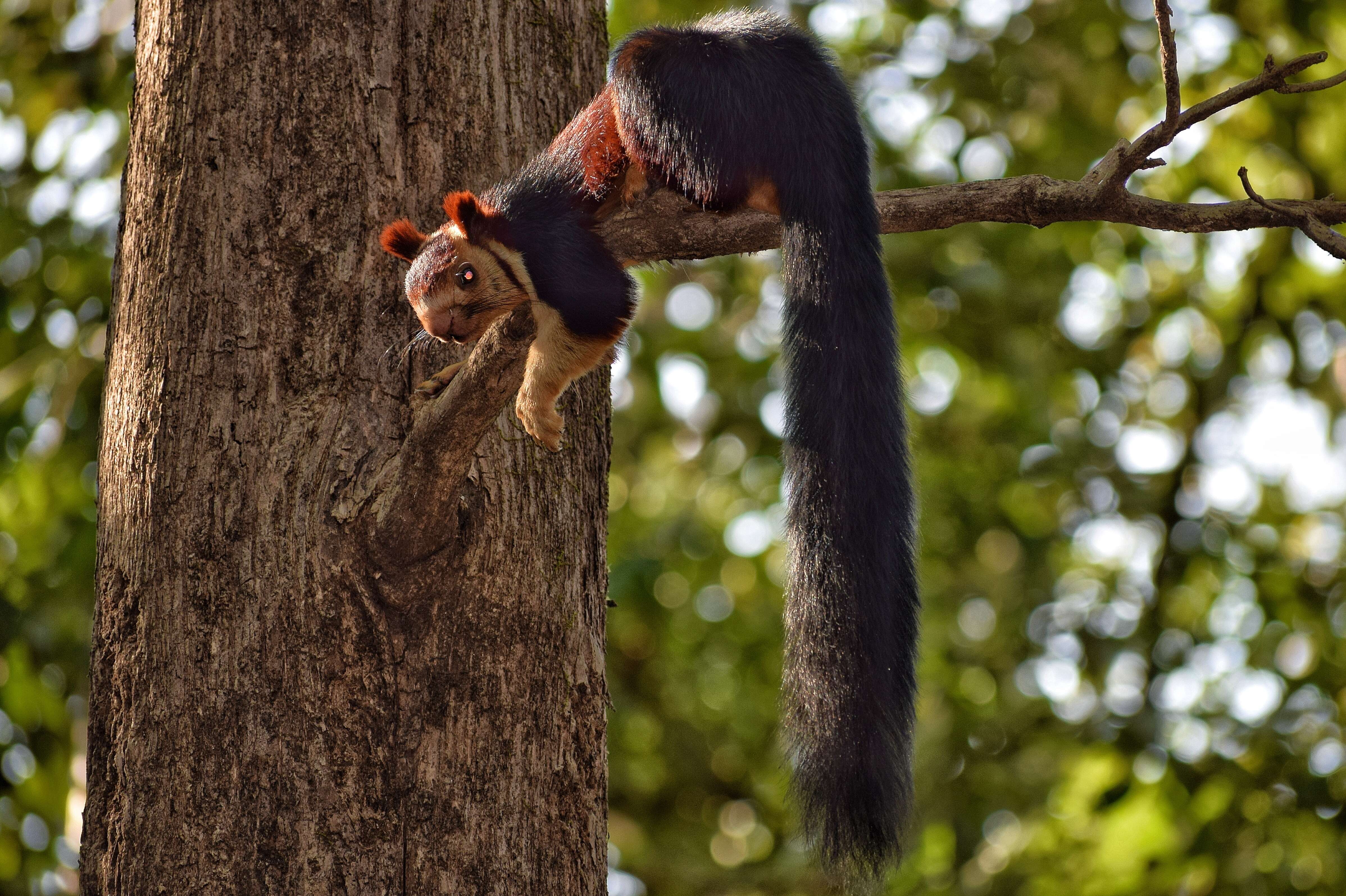 Malabar giant squirrel on tree branch