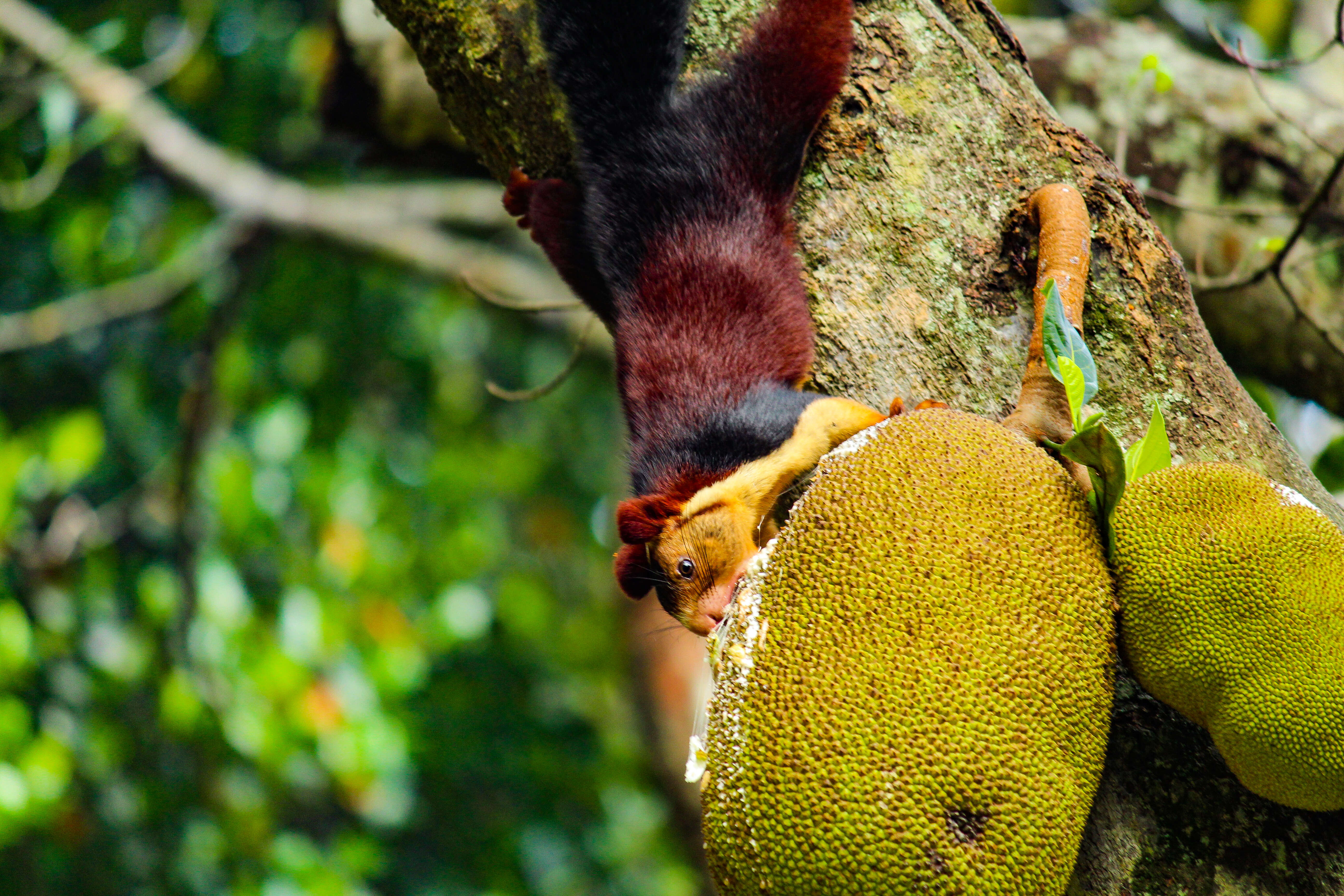 Malabar giant squirrel eating fruit