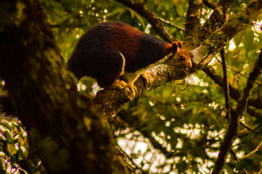 Malabar giant squirrel on tree branch